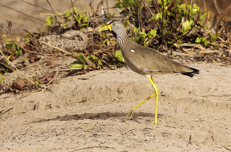 African Wattled Lapwing. - The Gambia 2018