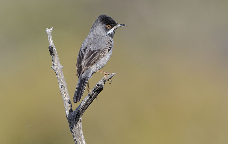 Ruppels Warbler - Lesvos 2015