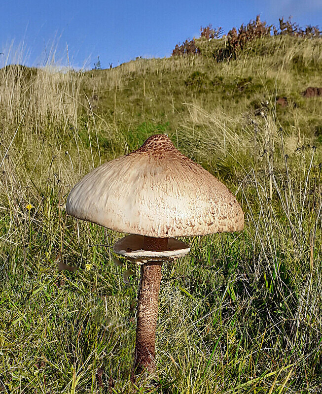 Parasol - Caps