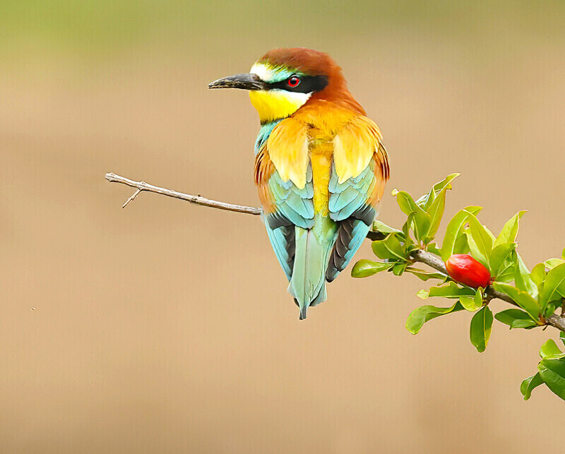 European Bee Eater - Lesvos 2025