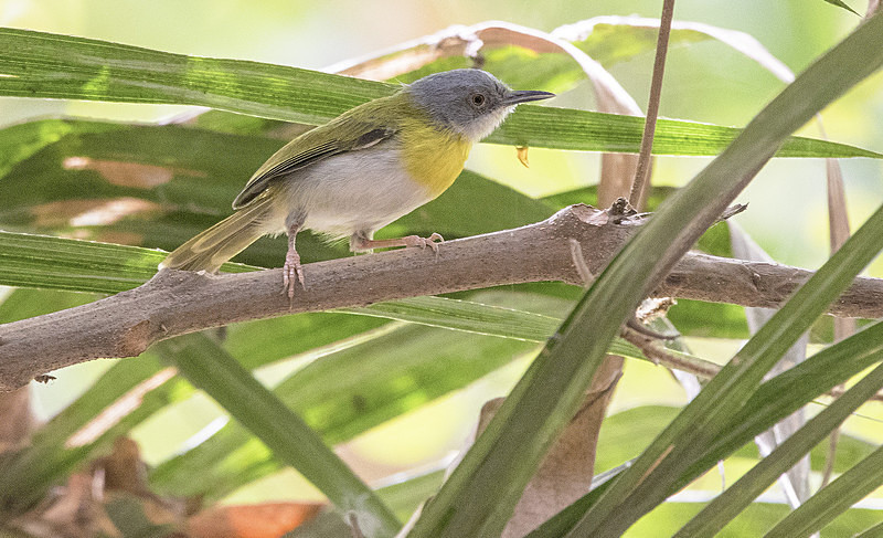 Yellow-breasted Apalis. - The Gambia 2018