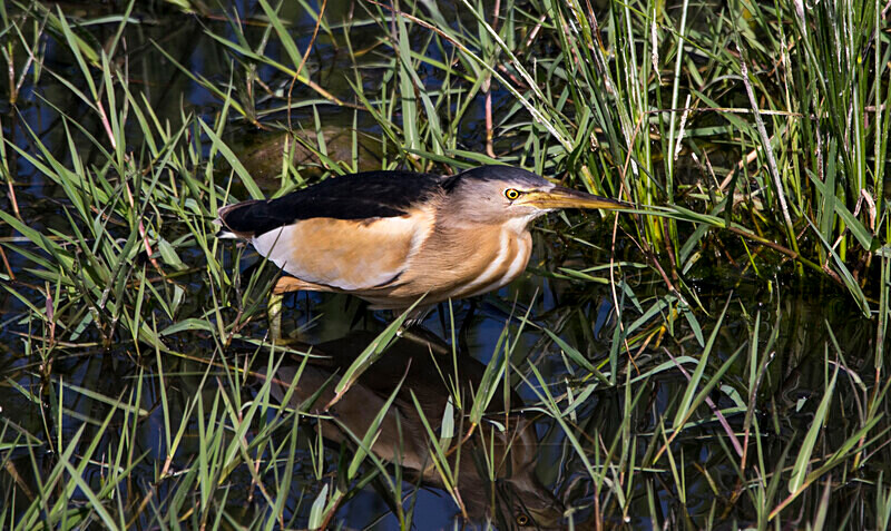 Little Bittern - Lesvos May 2022