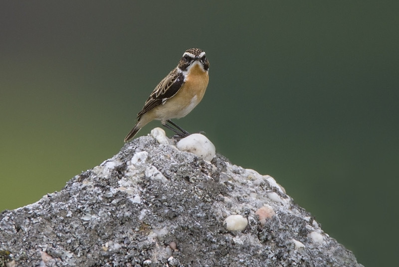 Whinchat - Chats, Sparrows & Starlings