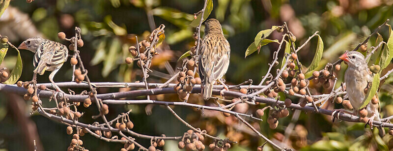 Red Billed Quelia - The Gambia Nov/Dec 2023