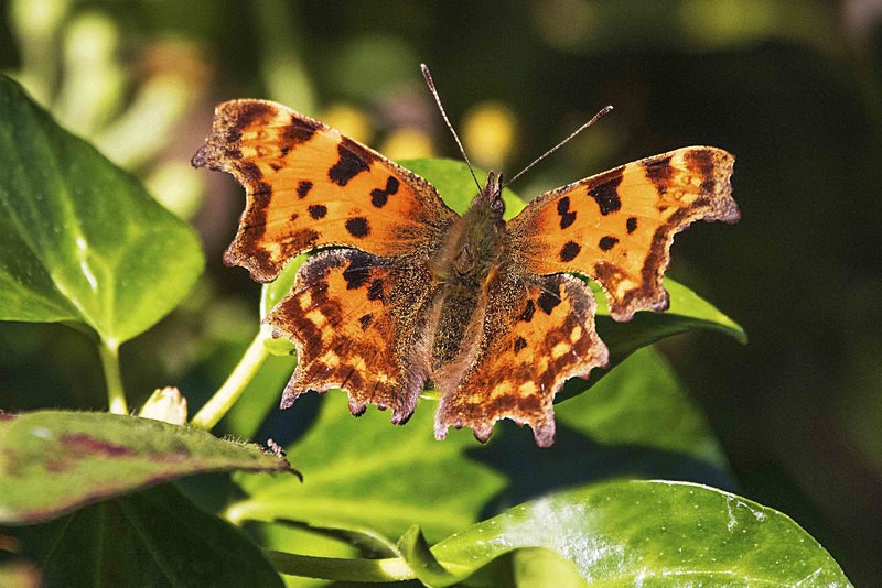 Comma - Butterflies