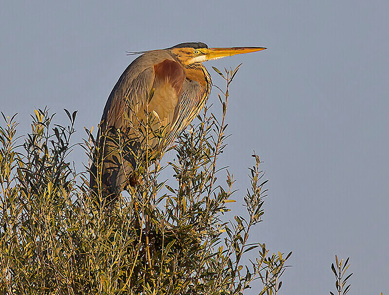 Purple Heron. - Lesvos April/May 2023