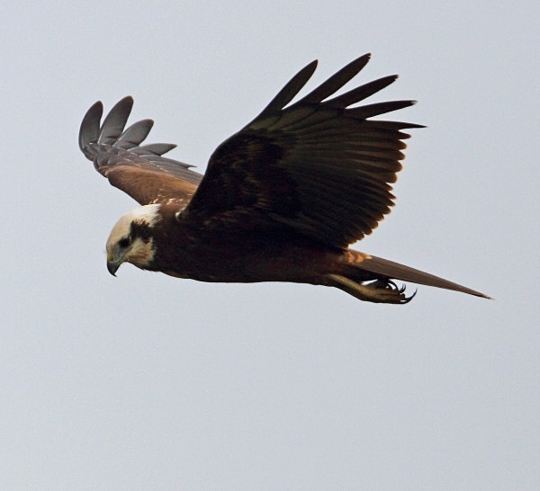 Marsh Harrier - Norfolk, Spring 2012
