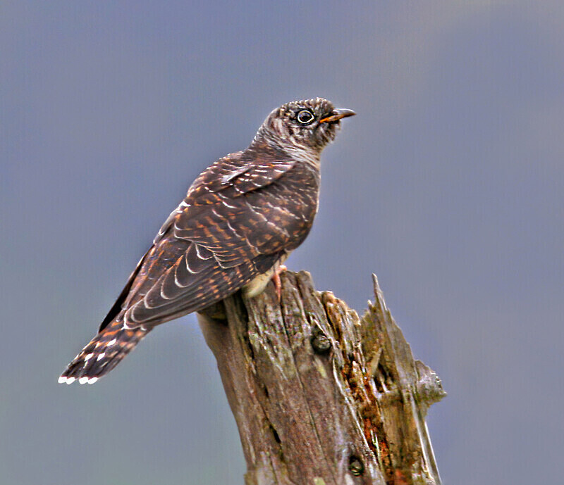 Cuckoo - Cuckoos, Shrikes & Waxwings