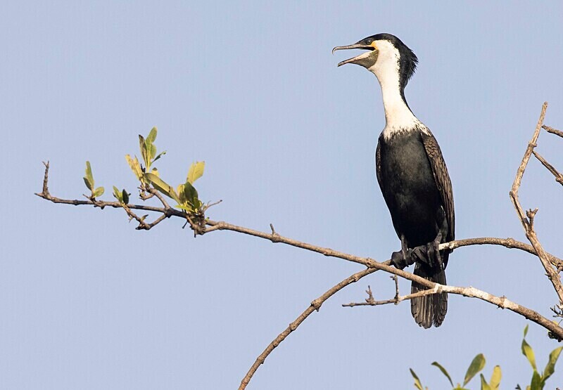 Great Cormorant. - The Gambia Nov/Dec 2023