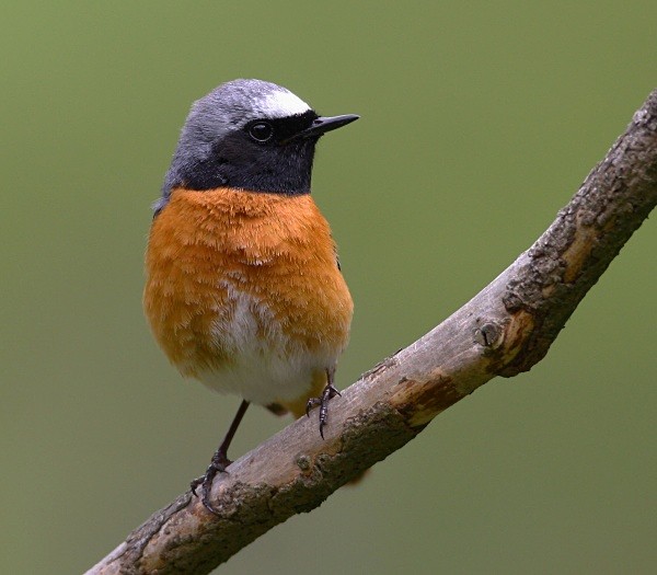 Common Redstart - Middlewood Nature Reserve