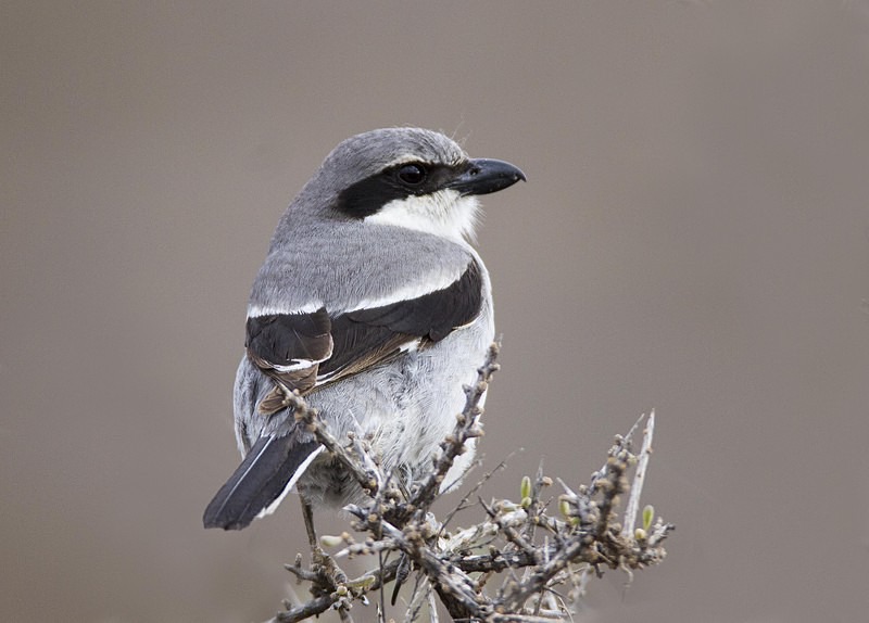Desert Shrike - Lanzarote