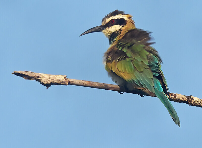 White Throated Bee Eater. - The Gambia Januarry 2026