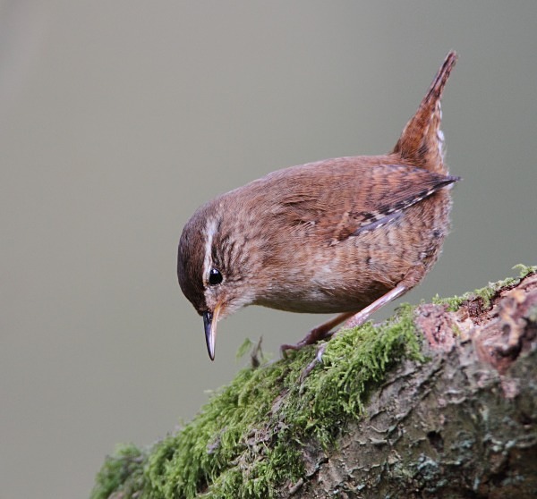 Wren - Wren