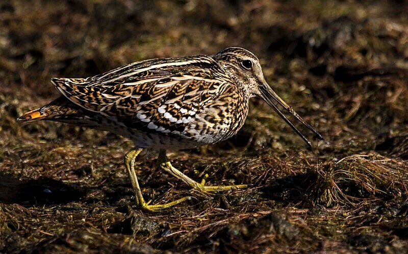 Great Snipe - Lesvos May 2022