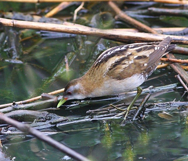 Little Crake - Lesvos 2011