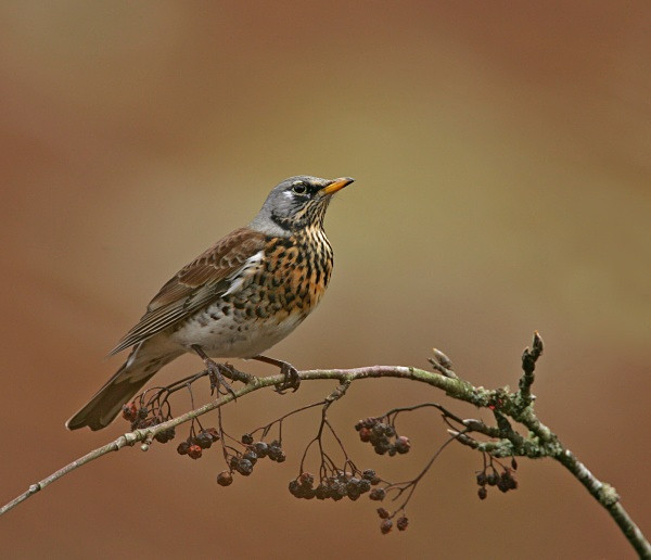 Fieldfare - Thrushes & Ouzels