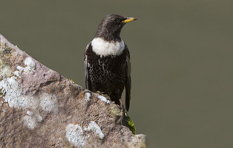 Male Ring Ouzel - Ring Ouzels