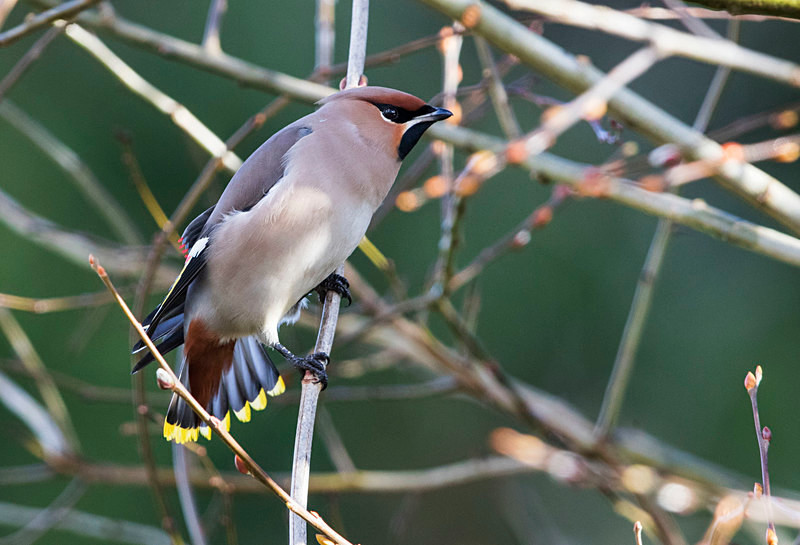 Waxwing - Cuckoos, Shrikes & Waxwings