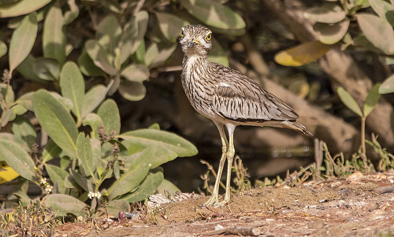 Senegal Thick-knee. - The Gambia 2018
