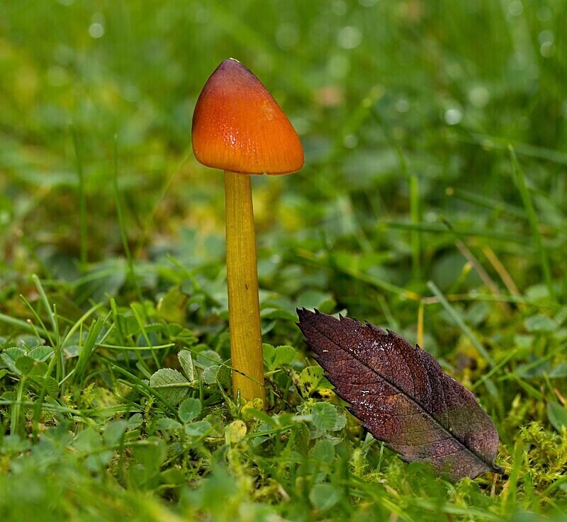 Blackening Waxcap (Witches Hat) - Waxcaps