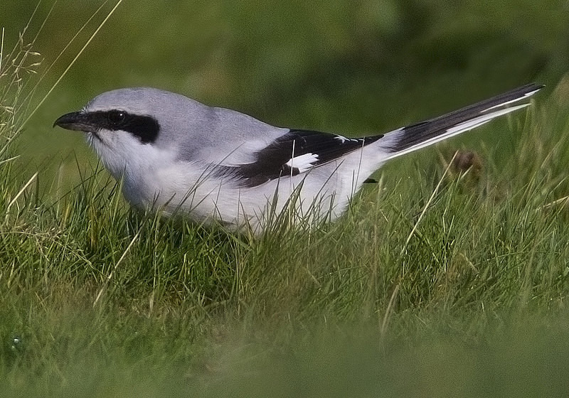 Northern Grey Shrike - Cuckoos, Shrikes & Waxwings