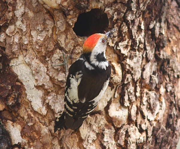 Middle Spotted Woodpecker - Lesvos 2011
