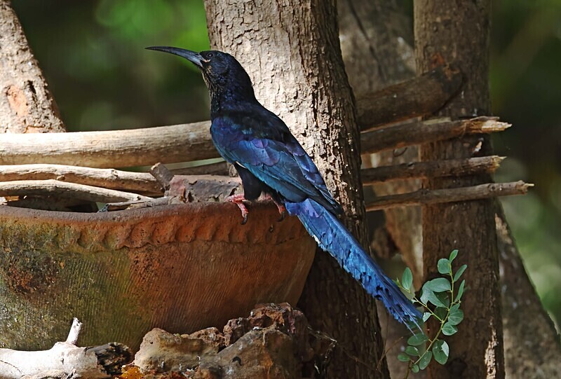 Green Wood Hoopoe - The Gambia Januarry 2026