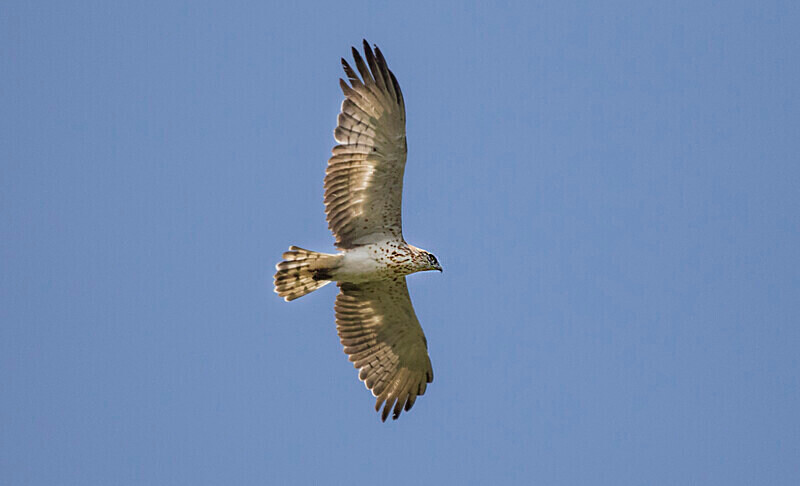 Short Toed Eagle - Bulgaria and Romania 2019