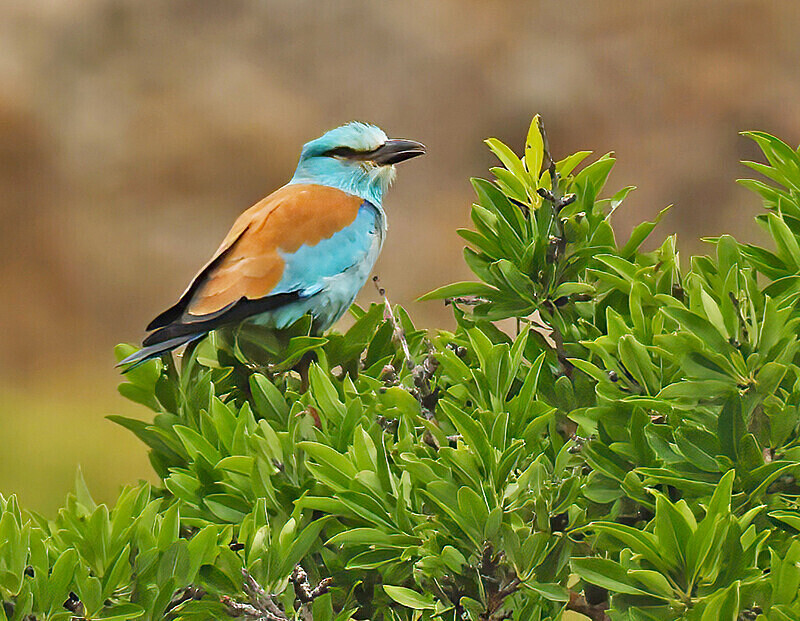 European Roller - Lesvos 2025