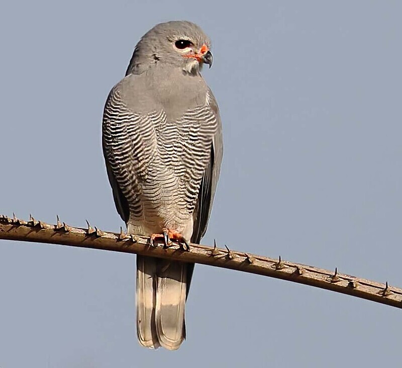 Lizard Buzzard - The Gambia Januarry 2026