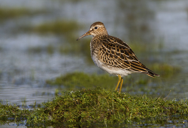 Pectoral Sandpiper - Waders and Plovers