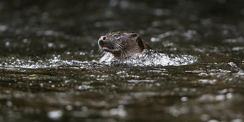 Otter - From around the UK