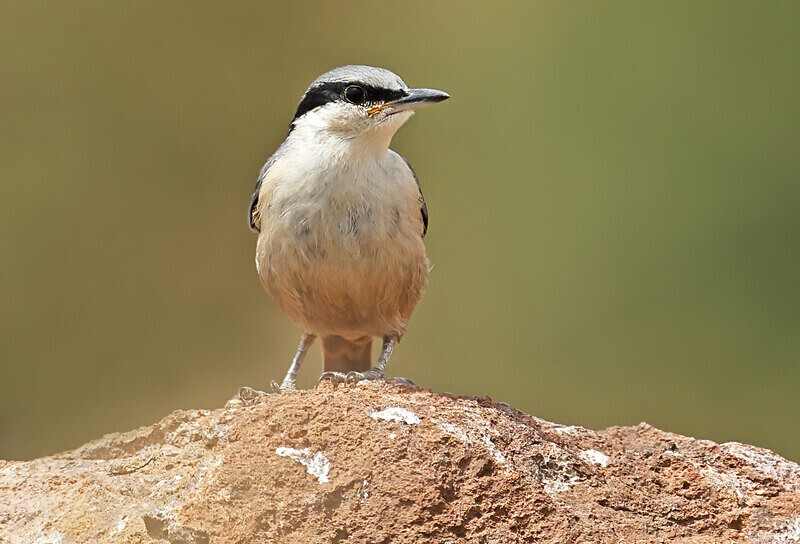 Rock Nuthatch - Lesvos 2025