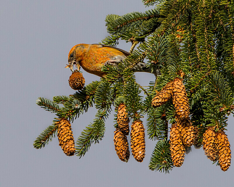 Common Crossbill - Crossbills