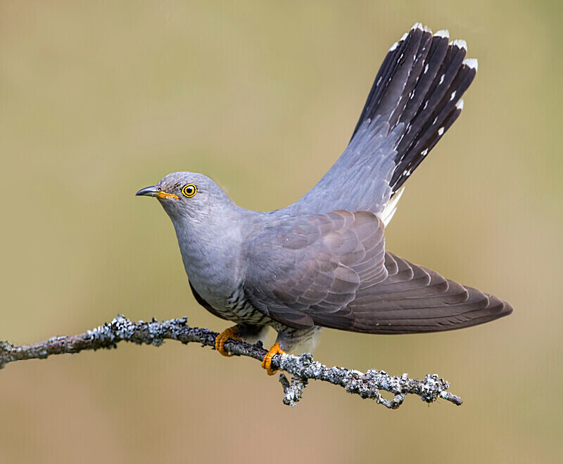 Male Cuckoo - Cuckoos