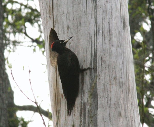 Black Woodpecker - Poland Birds