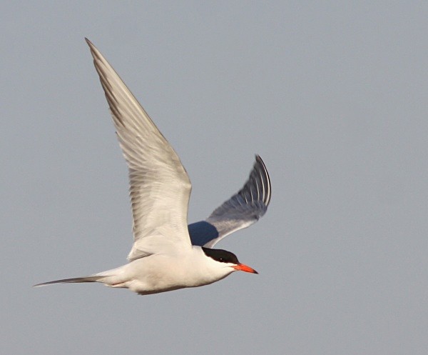 Common Tern - Lesvos 2011