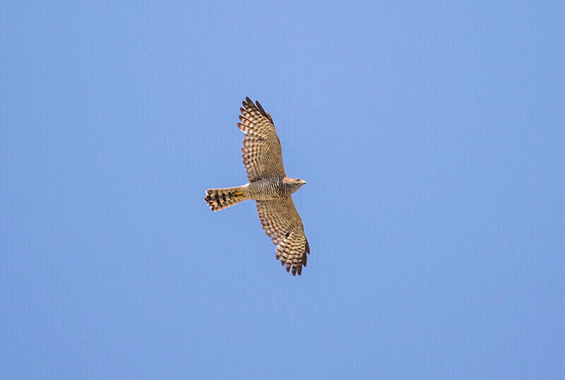 Levant Sparrowhawk - Bulgaria and Romania 2019