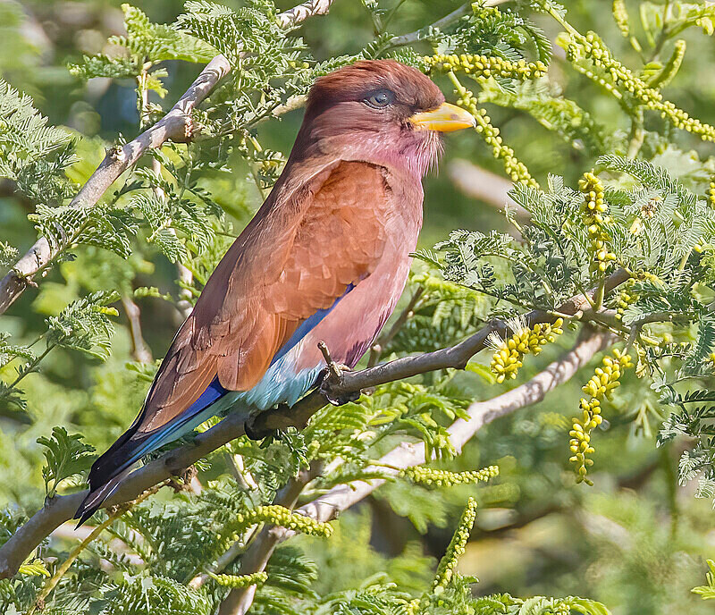 Broad Billed Roller - The Gambia Nov/Dec 2023