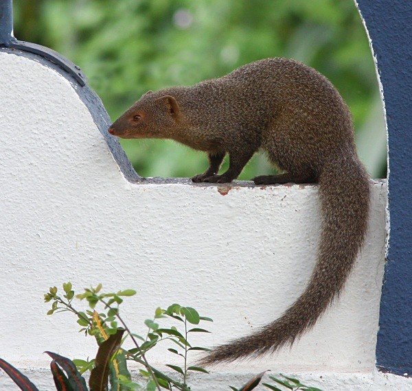 Indian Mongoose (India) - From around the world
