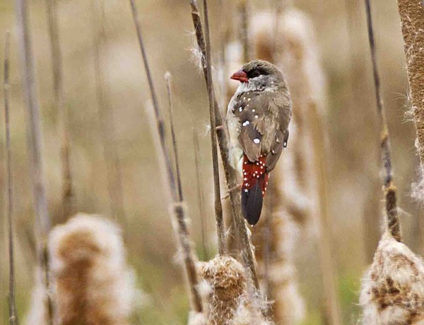 Red Avadavat - Extremadura, Spain
