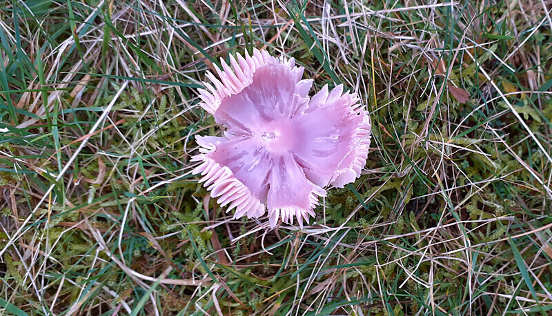 Pink Waxcap - Waxcaps