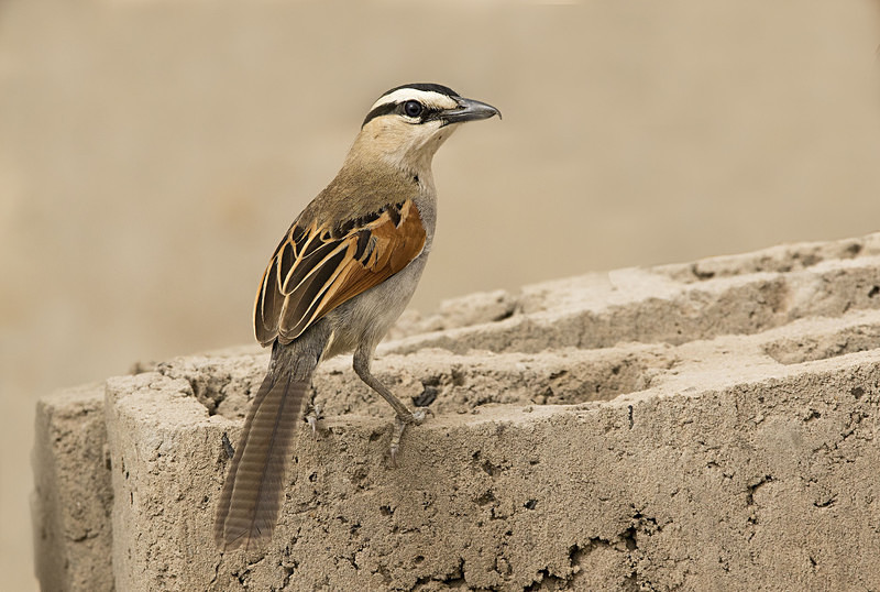 Black Crowned Chagra. - The Gambia 2018