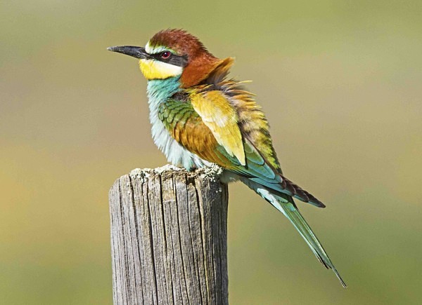 European Bee Eater - Extremadura, Spain