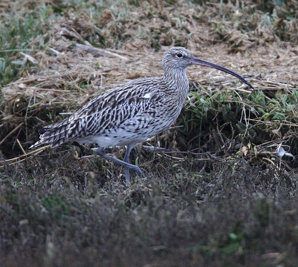 Curlew - Waders and Plovers