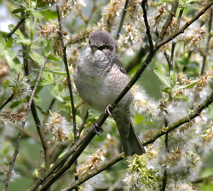 Barred Warbler - Poland Birds