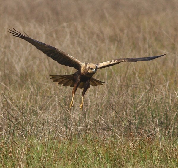 Marsh Harrier - Indian Birds