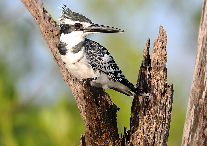 Pied Kingfisher - The Gambia Januarry 2026