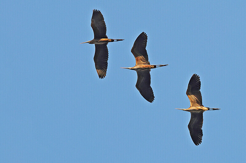Purple Heron - Lesvos 2025