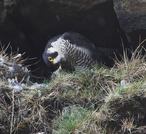 Adult Peregrine - Owls, Raptors, Corvids & Doves